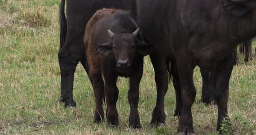 African Buffalo, syncerus caffer, Mother and Calf, Masai Mara Park in Kenya, Real Time 4K