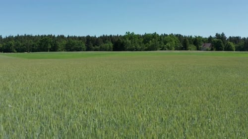 Wheat Field