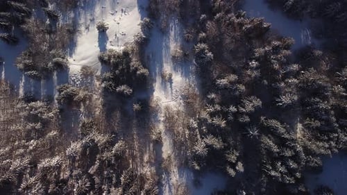 Aerial View of a Frozen Forest with Snow Covered Trees at Winter