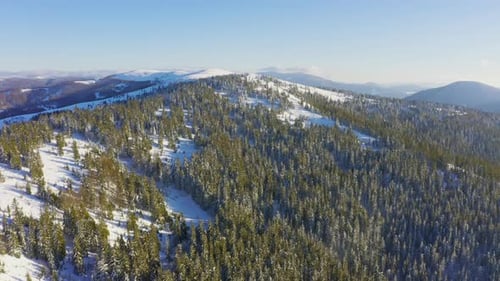 High Snowy Mountain Covered with Evergreen Fir Trees on a Sunny Cold Day