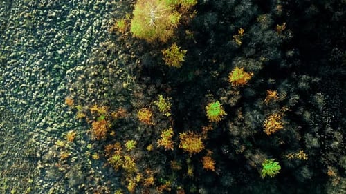 Forest seen from above. Beautiful, colorful woods in autumn.