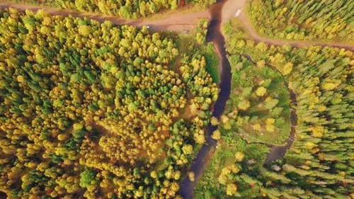 Colorful Mixed Forest with Red, Yellow, and Green Foliage in Autumn. Aerial Top View of Deciduous