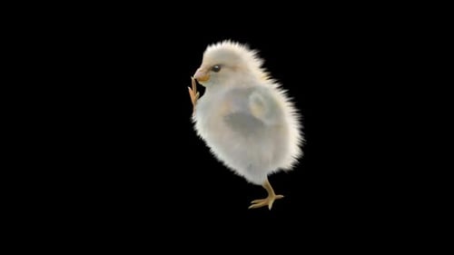 Adorable Fluffy Chick Walking Realistic Animation