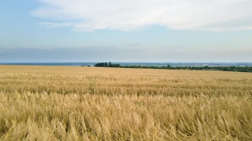 Aerial Landscape View of Yellow Cultivated Agricultural Field with Ripe Wheat on Bright Summer Day
