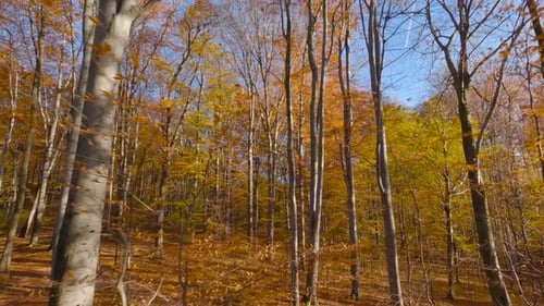 Maneuverable Flight Between Trees Close to Branches in a Fabulous Autumn Forest