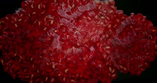 Close Up of Crushing Raspberries on Black