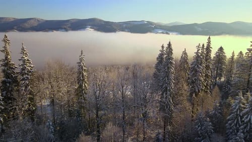 Amazing winter landscape with pine trees of snow covered forest in cold foggy mountains at sunrise.