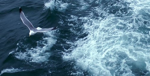 Majestic Seagulls Flying Over Open Ocean Waves
