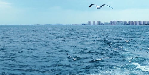 Seagulls Flying Over the Ocean on a Bright Day