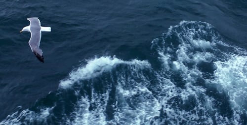 Seagulls Flying on the Sea 2