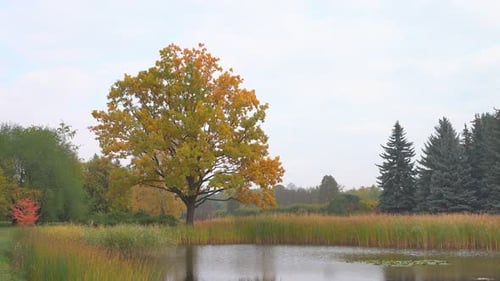 Autumn & Park 4K