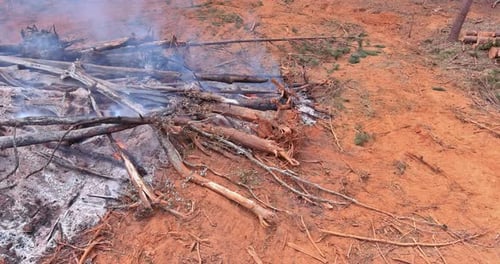 During the Uprooting Trees and Deforestation a Tractor is Working the Process to Prepare on Cleaning