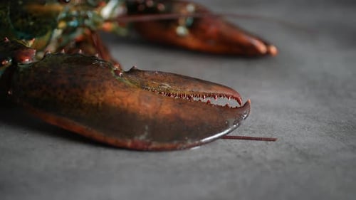 Lobster 50