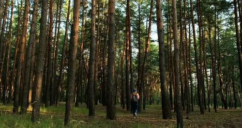 Woman steps along path in forest, looks around, enjoys nature. Hiking in pine forest