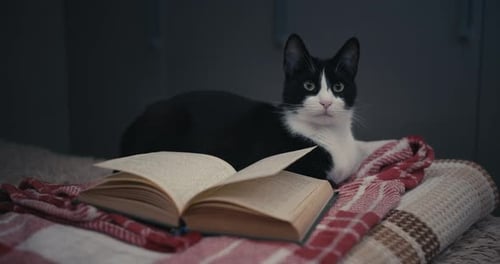 Black and White Cat Resting Near Open Book