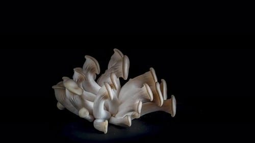 Close Up of Oyster Mushrooms on Black