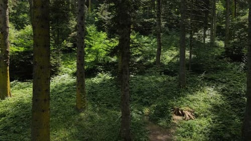 Forest View
