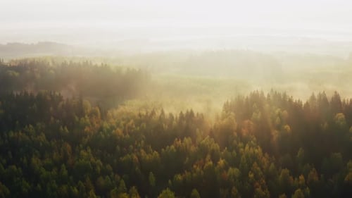 Aerial Drone Shot Flight Over Amazing Forest in Misty Morning in Spring