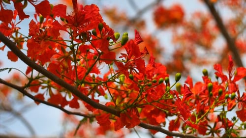 Rote Blumen wiegen sich sanft im Wind