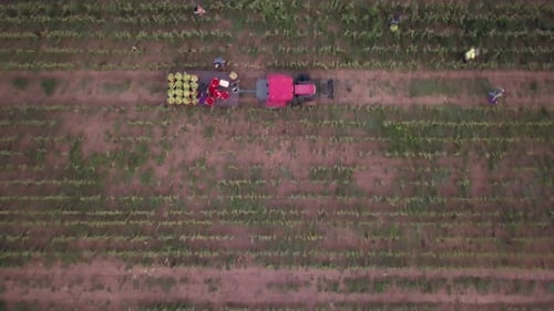 Aerial view of workers in field picking fresh corn with tractor pulling corn wagon nearby.