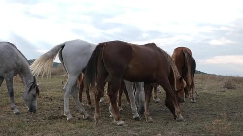 Horses Grazing Peacefully in a Rural Field