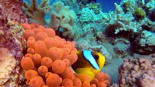 Clownfish Swimming Among Colorful Coral Reefs Underwater