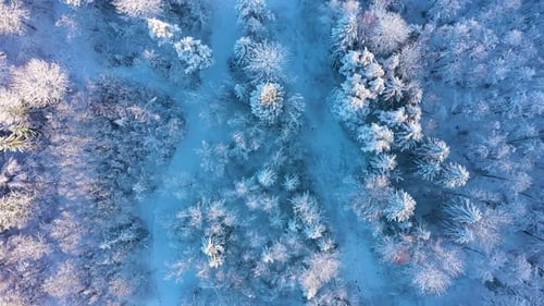 Winter Forest