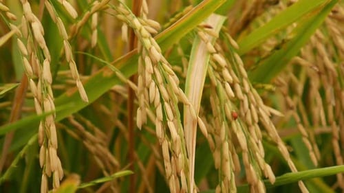 Spike Rice_07