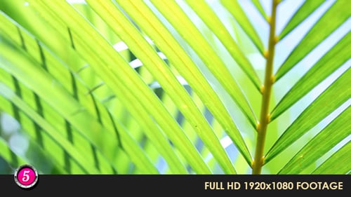 Green Leafs 23