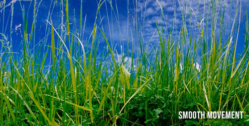 Grass And Sky