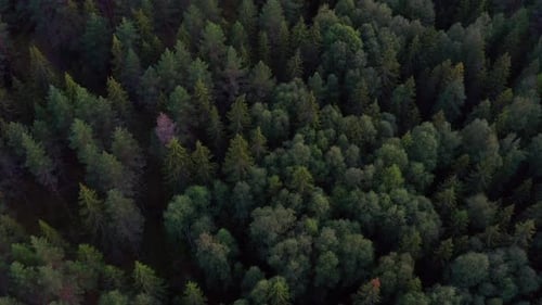 Cinematic Clip Flying Above a Lush Green Forest in Norway