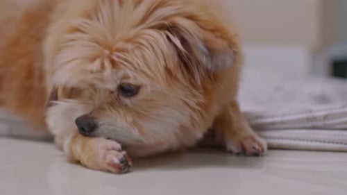 Senior mix breed dog itchy skin and biting licking leg