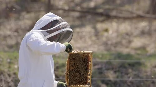 BEEKEEPING - Beehive frame inspected by a beekeeper, slow motion medium shot