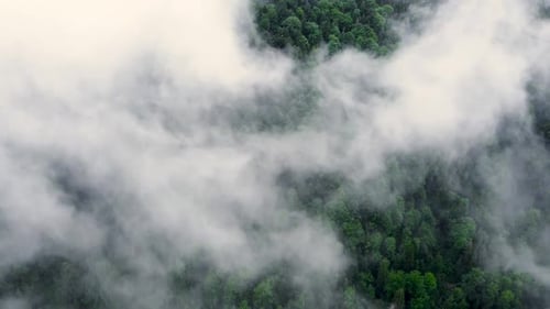 Luftaufnahme von nebligen Waldwolken über Green Mountain Drohne, die über Fichtenkoniferen-Baumkronen fliegt