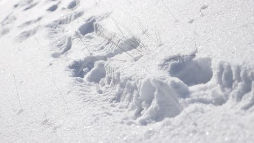Human trail in first white snow close-up slow pan 4K 2160p 30fps UltraHD footage - Row of footprint