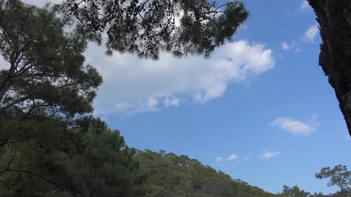Sky Framed By Trees on a Sunny Day