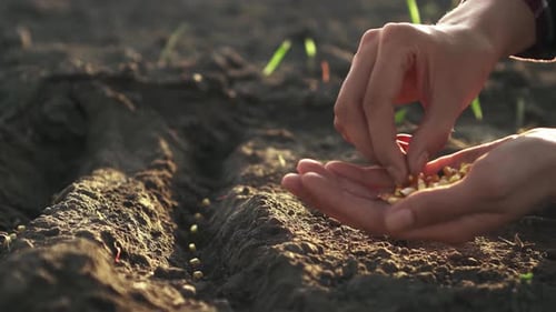 Farmer Gardener Planting Seedlings Seeds Of Crops In The Black Earth Soil Soil On A Huge Plantation