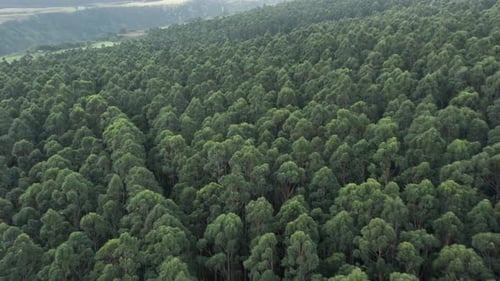 Tropischer Wald Luftbild
