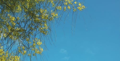 Branches with Yellow Flowers Against a Clear Blue Sky
