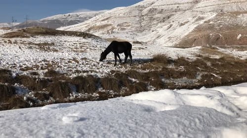 Horse Grazing in a Snowy Mountain Field