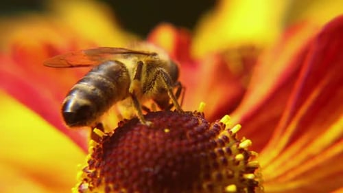 Honigbiene, bedeckt mit gelbem Pollen, trinkt Nektar und bestäubende Blume