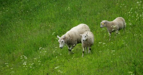 Domestic Sheep Grazing In Hilly Norwegian Pasture