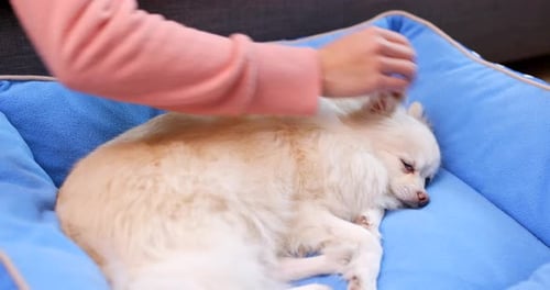Cream Dog Being Pet in Cozy Bed