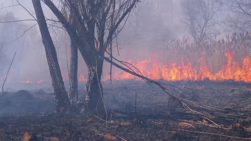 Fire in the Forest. Burning Dry Grass, Trees and Reeds. Wildfire. Slow Motion