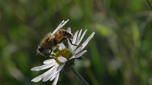 Bee on Daisy Flower Foraging for Pollen