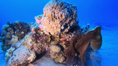 Roter Oktopus