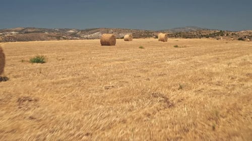 Golden Haystacks Rolls Bales Against Blue Sky in Yellow Field Harvest Crops in Autumn in Cyprus