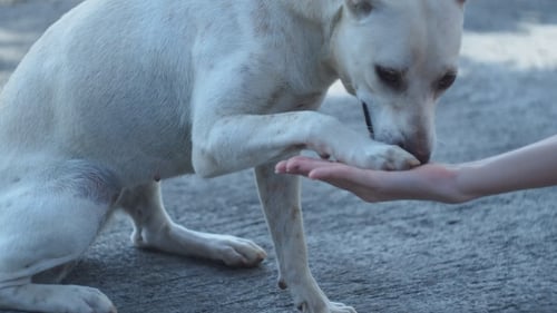 Dog Licks Hand in Friendly Animal Interaction