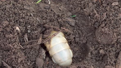 Larve d'insecte de mai dans le sol, timelapse
