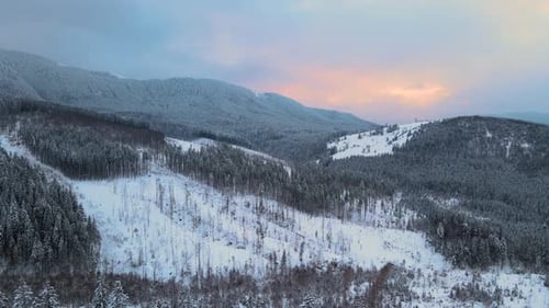 Amazing Winter Landscape with Pine Trees of Snow Covered Forest in Cold Foggy Mountains at Sunrise